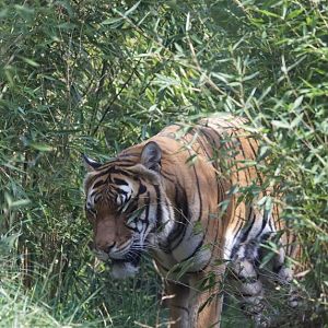 Malayan Tiger/ Panthera tigris "jacksoni", Bumi