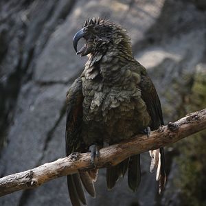 Kea/ Nestor notabilis