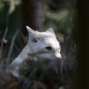 Arctic wolf/ Canis lupus arctos