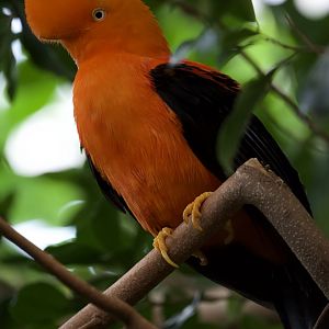 Andean cock-of-the-rock/ Rupicola peruvianus