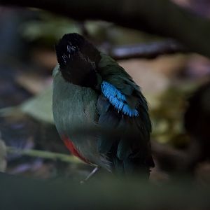 Hooded pitta/ Pitta sordida