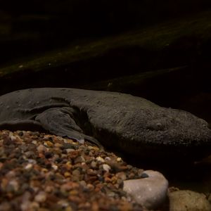 Eastern Hellbender/ Cryptobranchus alleganiensis alleganiensis