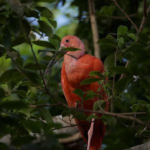Scarlet ibis/ Eudocimus ruber