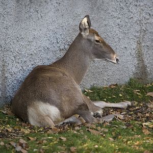Hybrid deer: Bactrian deer/ Cervus hanglu bactrianus X white-lipped deer/ Przewalskium albirostris