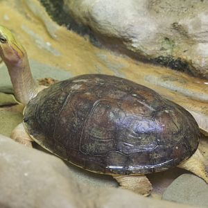 McCord's box turtle/ Cuora mccordi