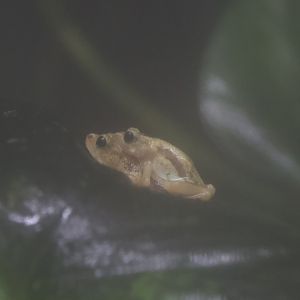 Kihansi spray toad/ Nectophrynoides asperginis