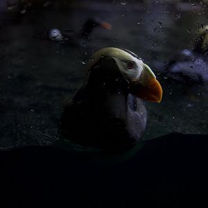 Tufted puffin/ Fratercula cirrhata