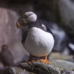Horned puffin/ Fratercula corniculata