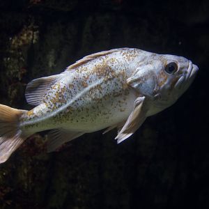 Canary rockfish/ Sebastes pinniger