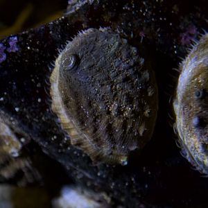 white abalone/ Haliotis sorenseni