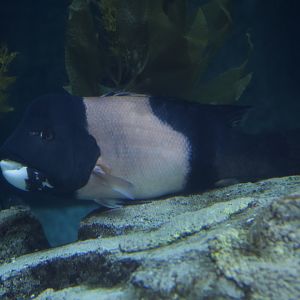 California Sheephead/ Semicossyphus pulcher