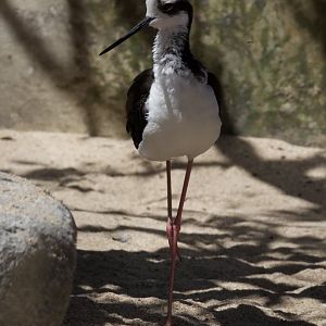 Black-necked stilt/ Himantopus mexicanus