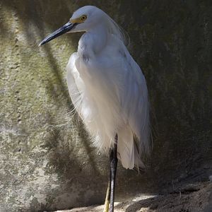 Snowy egret/ Egretta thula