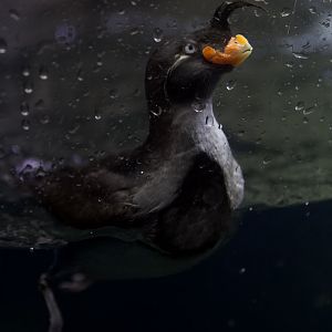 Crested auklet/ Aethia cristatella