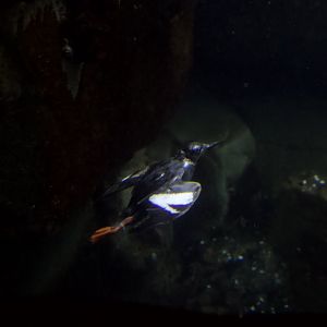 Pigeon guillemot/ Cepphus columba