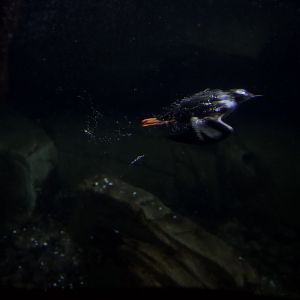 Pigeon guillemot/ Cepphus columba