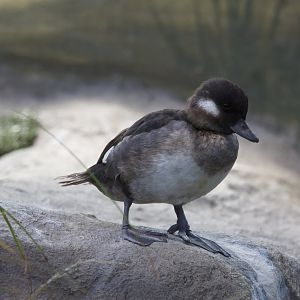 Bufflehead/ Bucephala albeola