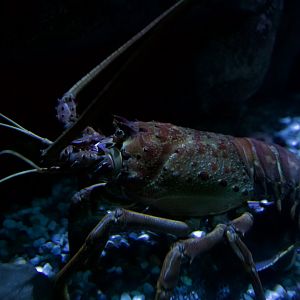 California spiny lobster/ Panulirus interruptus