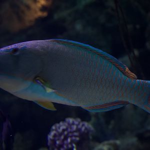 Spotted parrotfish/ Cetoscarus ocellatus