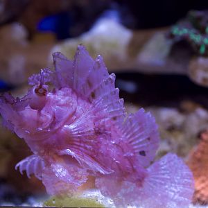 Weedy scorpionfish/ Rhinopias frondosa