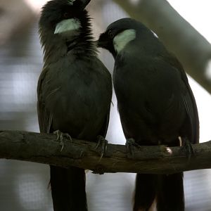 Black-throated laughingthrush/ Pterorhinus chinensis