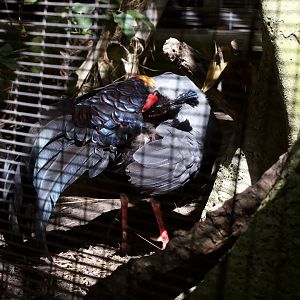 Siamese fireback/ Lophura diardi
