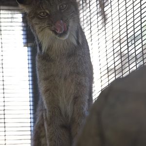 Canada lynx/ Lynx canadensis