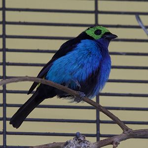 Pparadise tanager/ Tangara chilensis