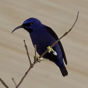 Purple honeycreeper/ Cyanerpes caeruleus