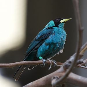 Green honeycreeper (Chlorophanes spiza