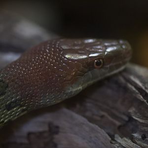 Moellendorff's Ratsnake/ Elaphe moellendorffi