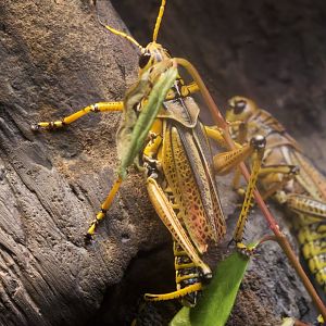 Eastern lubber grasshopper/ Romalea microptera