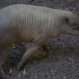 North Sulawesi babirusa/ Babyrousa celebensis