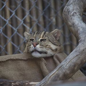Fishing Cat/ Prionailurus viverrinus
