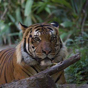 Malayan Tiger/ Panthera tigris "jacksoni" Conner
