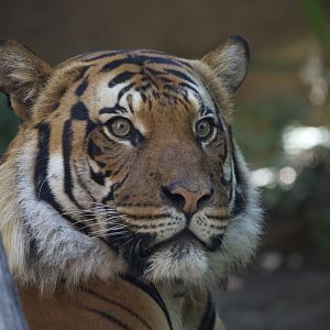 Malayan Tiger/ Panthera tigris "jacksoni" Conner