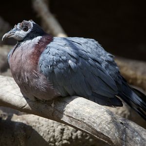 Collared imperial pigeon/ Ducula mullerii