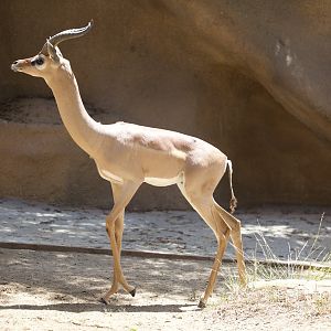 Gerenuk/ Litocranius walleri