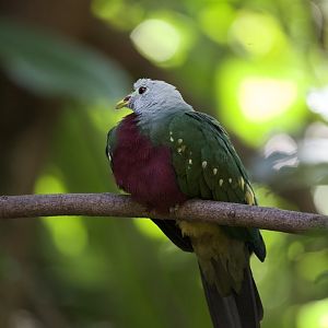 Wompoo fruit dove/ Ptilinopus magnificus