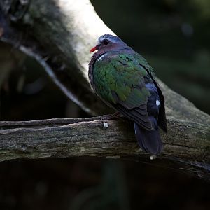 Common emerald dove/ Chalcophaps indica