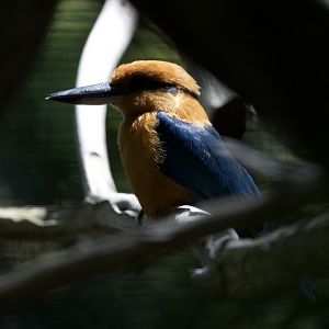 Guam kingfisher/ Todiramphus cinnamominus