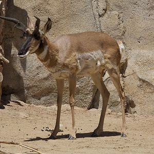 Pronghorn/ Antilocapra americana