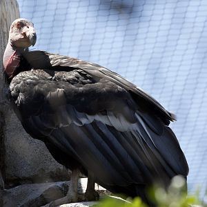 California condor/ Gymnogyps californianus