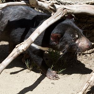Tasmanian devil/ Sarcophilus harrisii