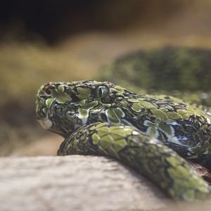 Mangshan pit viper/ Protobothrops mangshanensis