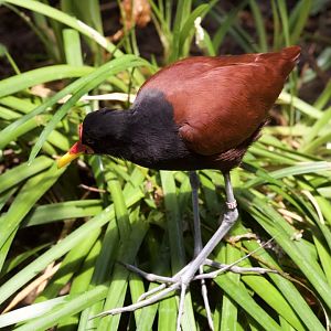 Wattled jacana/ Jacana jacana