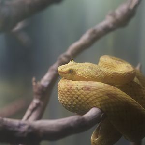 Eyelash viper/ Bothriechis schlegelii