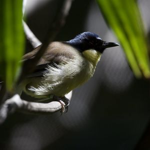 Blue-crowned laughingthrush/ Pterorhinus courtoisi