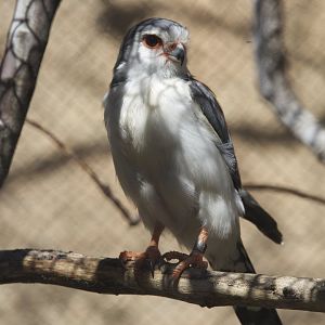 Pygmy falcon/ Polihierax semitorquatus