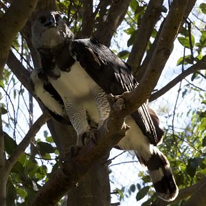 Harpy eagle/ Harpia harpyja